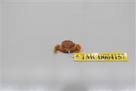 藏品(雙齒近相手蟹)的圖片